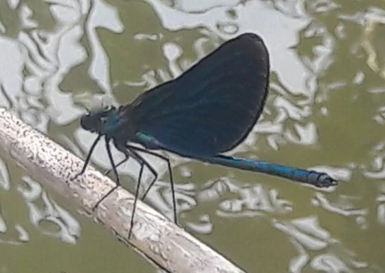 Calopteryx virgo - kisasszony-szitakötő