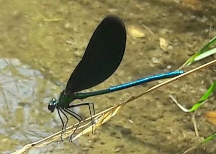 Calopteryx virgo - kisasszony-szitakötő