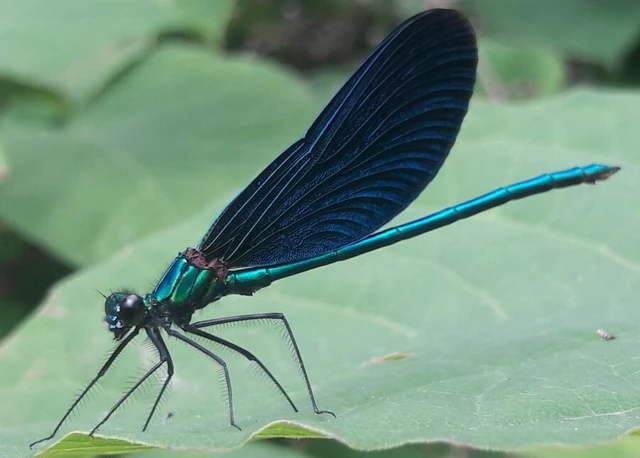 Calopteryx virgo - kisasszony-szitakötő