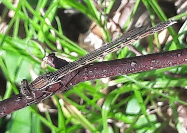 Sympecma fusca - téli rablószitakötő