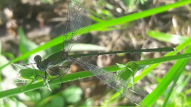 Chalcolestes viridis - nyugati zöld-rablószitakötő