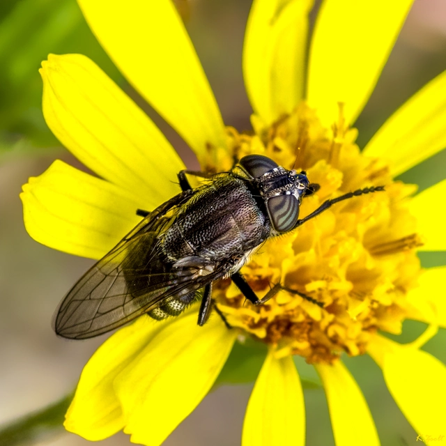 Stomorhina lunata - sáskaparazita légy
