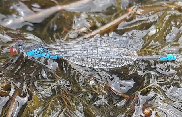 Erythromma viridulum - kis pirosszemű-légivadász