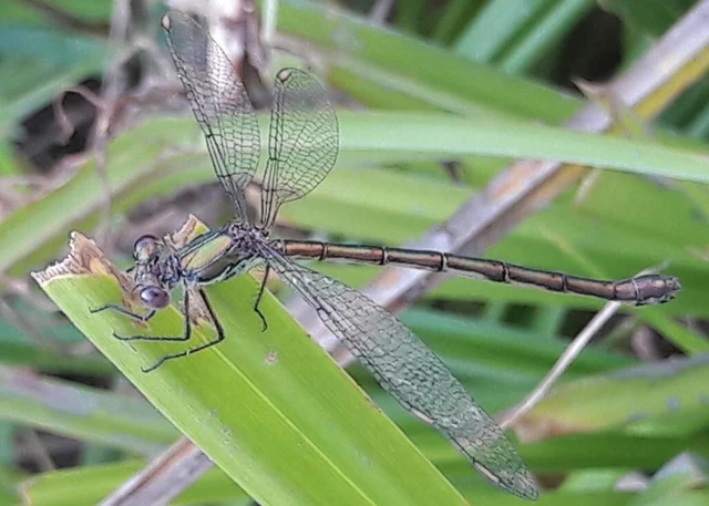 Chalcolestes viridis/parvidens