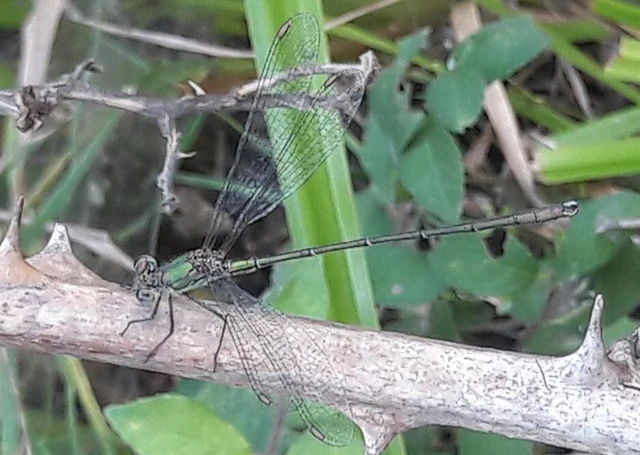 Chalcolestes viridis - nyugati zöld-rablószitakötő