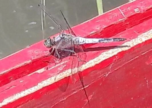 Orthetrum cancellatum - feketefarkú pásztorszitakötő