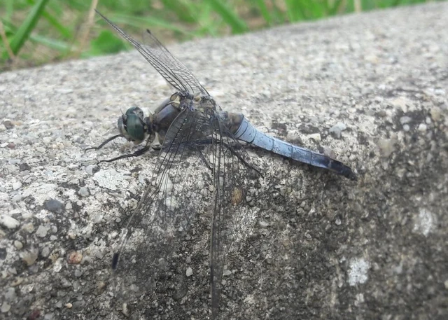 Orthetrum cancellatum - feketefarkú pásztorszitakötő