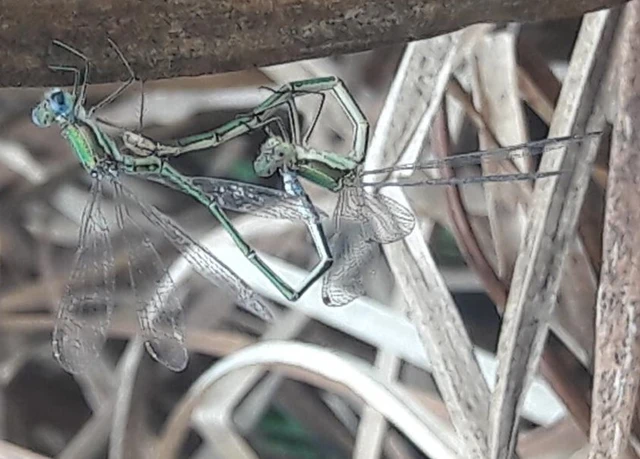 Lestes virens vestalis - kis rablószitakötő