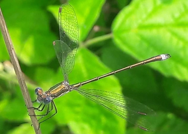 Lestes virens vestalis - kis rablószitakötő
