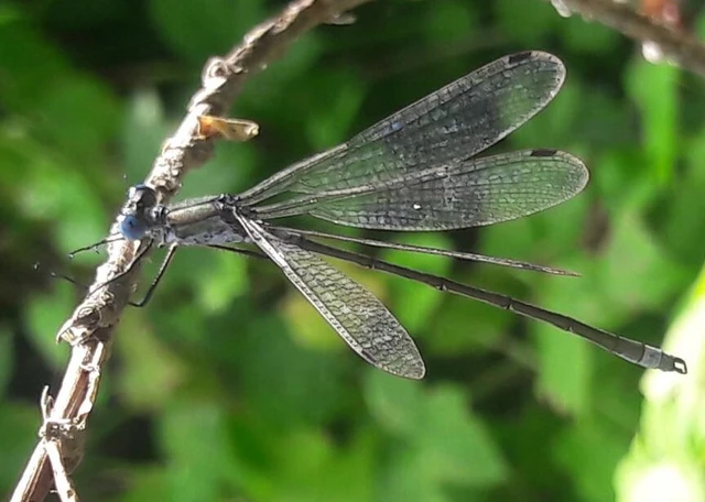 Lestes sponsa - lomha rablószitakötő