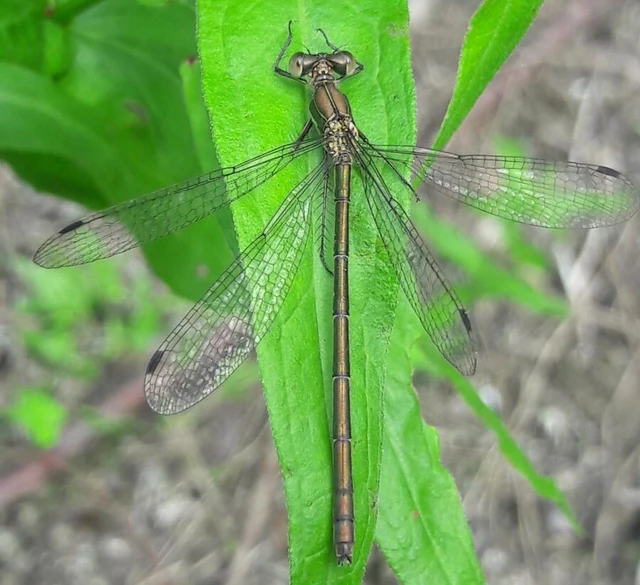 Lestes sponsa - lomha rablószitakötő