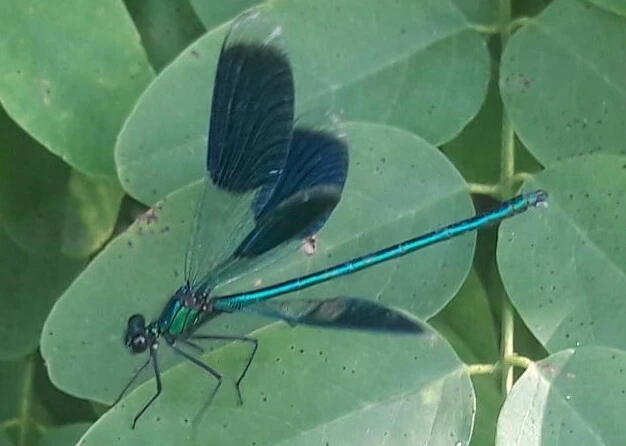Calopteryx splendens - sávos szitakötő
