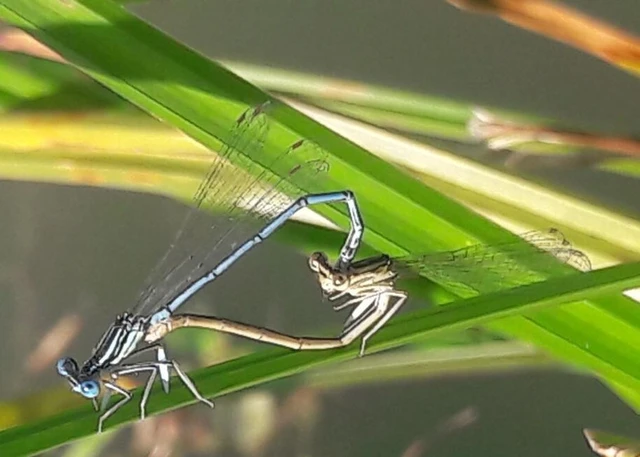 Platycnemis pennipes - széleslábú szitakötő