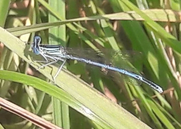 Platycnemis pennipes - széleslábú szitakötő