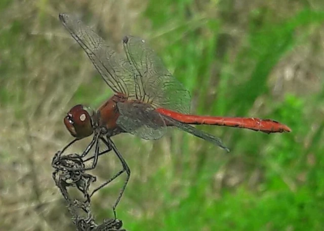 Sympetrum sanguineum - vörös katona-szitakötő