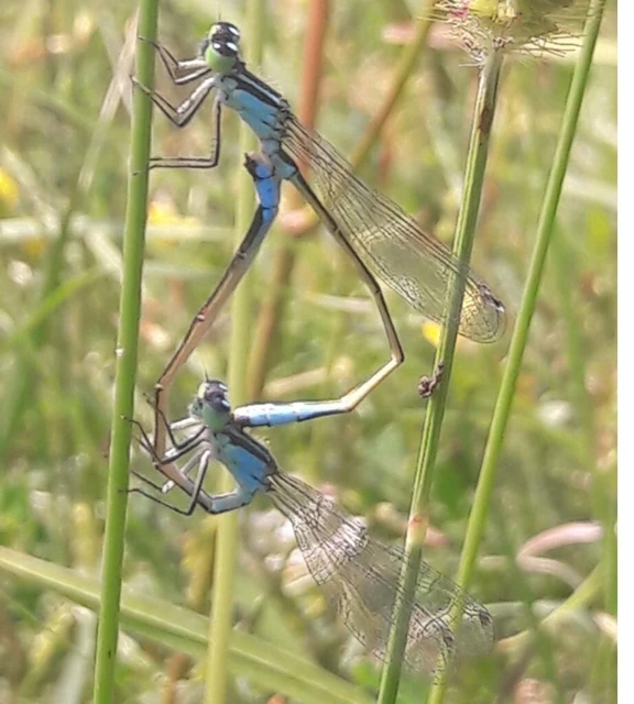 Ischnura elegans pontica - kéköves légivadász