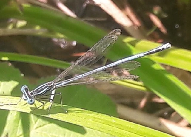 Platycnemis pennipes - széleslábú szitakötő