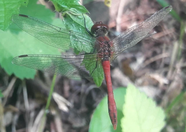 Sympetrum sanguineum - vörös katona-szitakötő