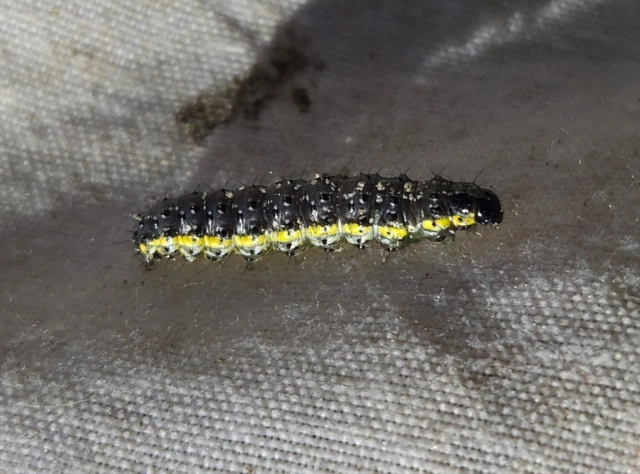 Evergestis pallidata - szalmaszínű dudvamoly