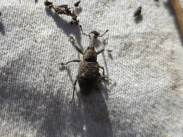 Lepyrus palustris - kétpettyes fűzormányos
