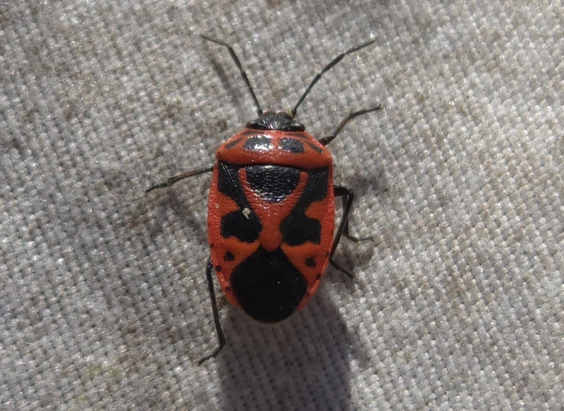 Eurydema dominulus