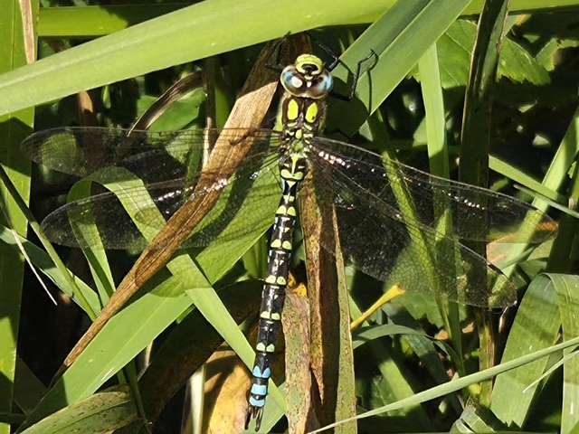 Aeshna cyanea - sebes karcsúacsa