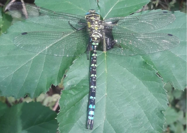 Aeshna cyanea - sebes karcsúacsa