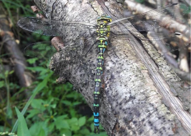 Aeshna cyanea - sebes karcsúacsa