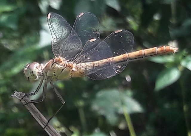 Sympetrum meridionale - fakó katona-szitakötő