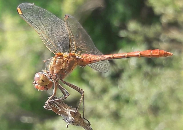 Sympetrum meridionale - fakó katona-szitakötő
