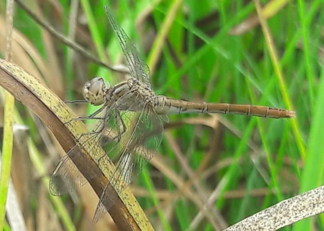 Sympetrum meridionale - fakó katona-szitakötő
