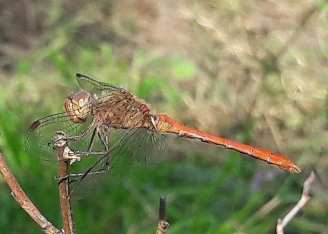 Sympetrum meridionale - fakó katona-szitakötő