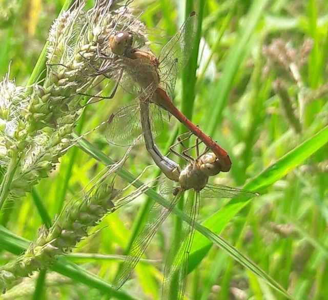 Sympetrum meridionale - fakó katona-szitakötő