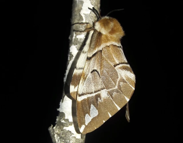 Endromis versicolora - tarkaszövő