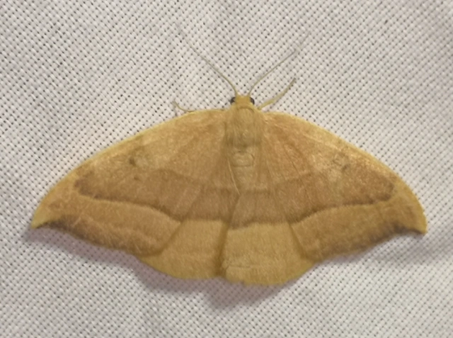 Watsonalla cultraria - bükkfa-sarlósszövő