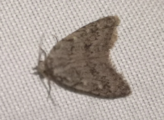 Nola cicatricalis - szürke pamacsosszövő