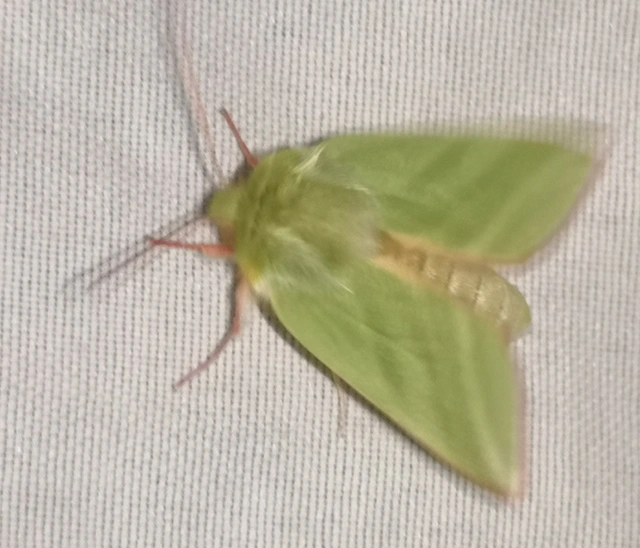 Pseudoips prasinana - bükkfa-zöldbagoly
