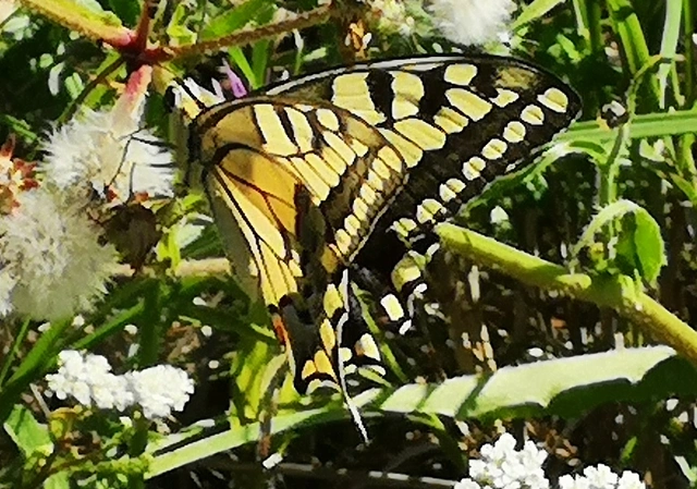 Papilio machaon - fecskefarkú lepke