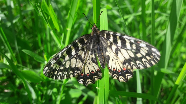 Zerynthia polyxena - farkasalmalepke
