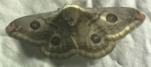 Saturnia pavoniella/pavonia
