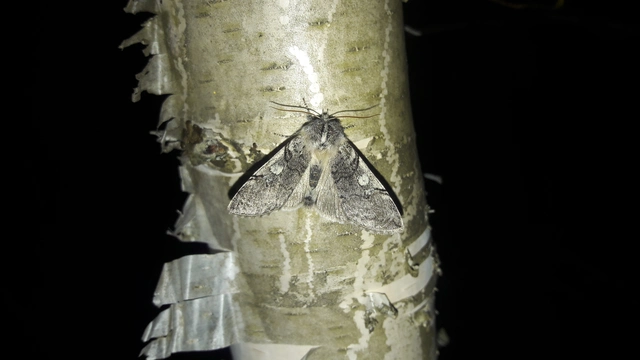 Achlya flavicornis - nyíres pihésszövő