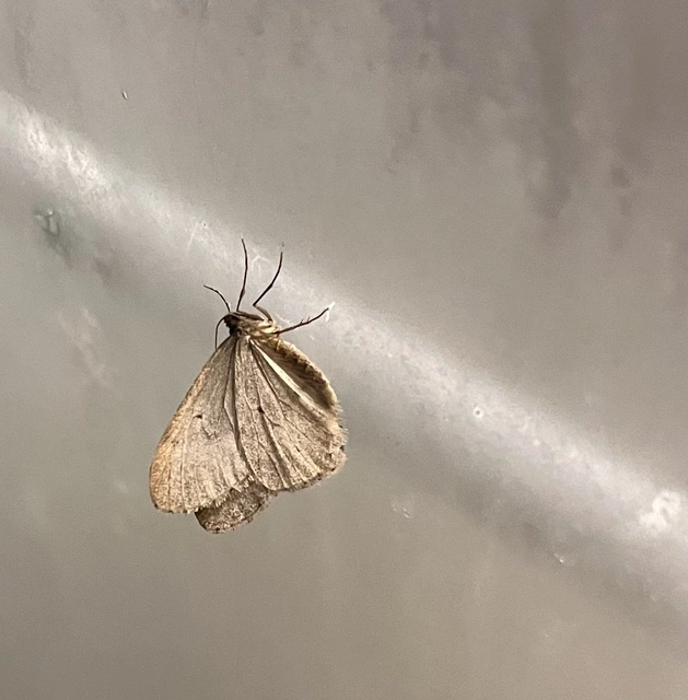 Epirrita christyi/dilutata