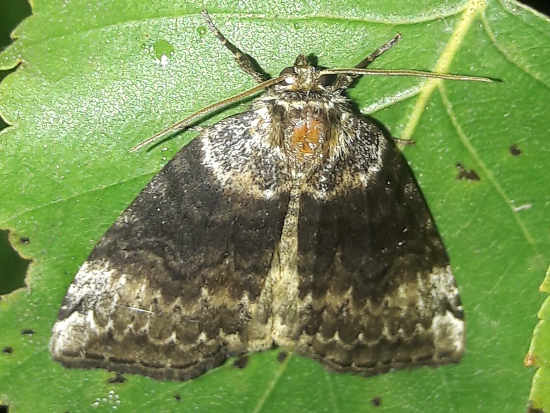 Tetheella fluctuosa - nyírfa-pihésszövő