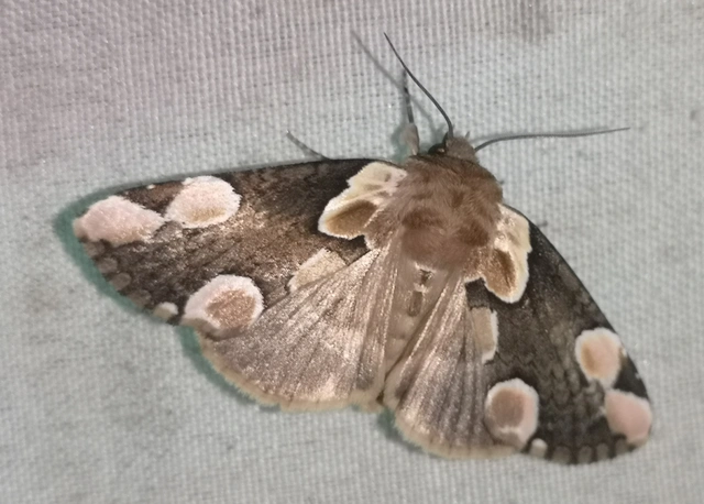 Thyatira batis - rózsafoltos pihésszövő Thyatira batis - rózsafoltos pihésszövő
