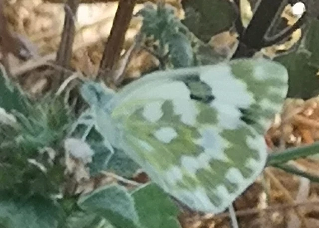 Pontia edusa - rezedalepke