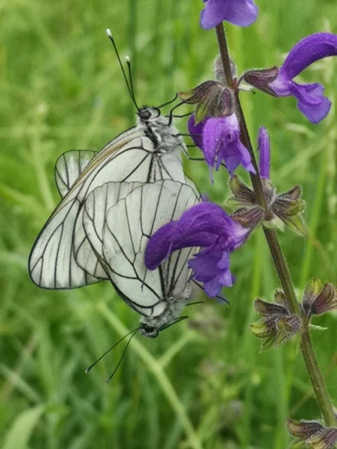 Aporia crataegi - galagonyalepke