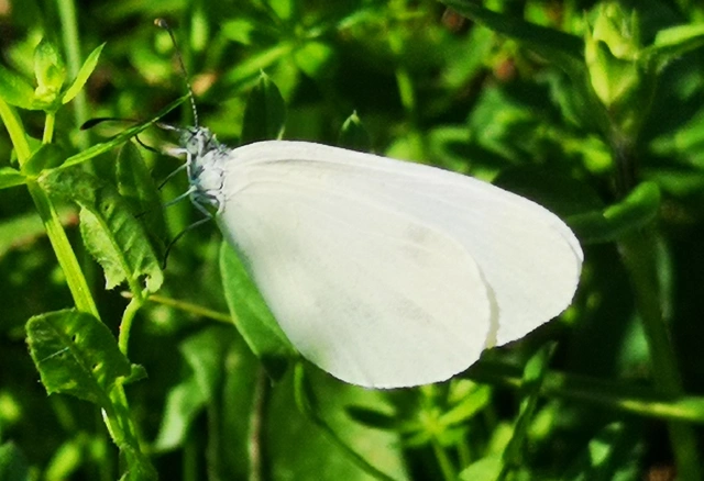 Leptidea sinapis/juvernica