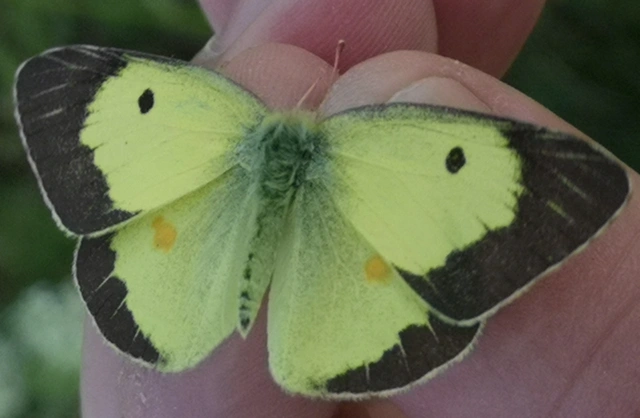 Colias erate - csángó-kéneslepke