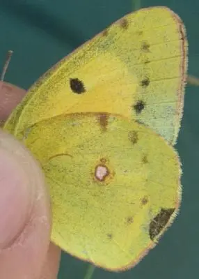 Colias croceus - sáfránylepke