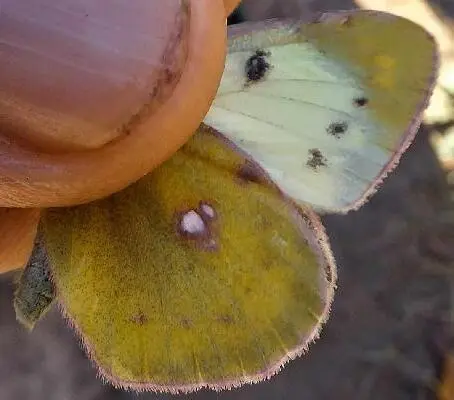 Colias alfacariensis - déli kéneslepke